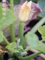 Zucchini 12