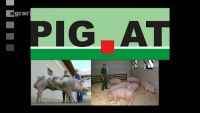 Pig.at - Schweinebesamung in Österreich
