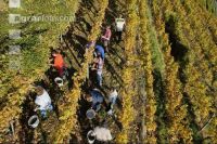 Weinlese Wachau 2