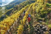 Weinlese Wachau 4
