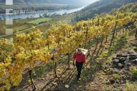 Weinlese Wachau 5