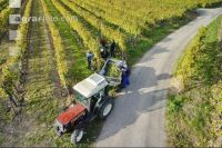 Weinlese Wachau 6