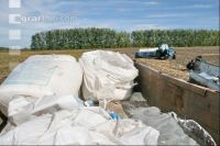 Weizen Saat J 62