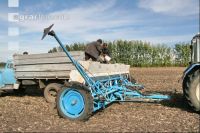 Weizen Saat J 59