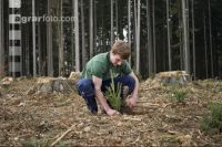 Fichten pflanzen 6