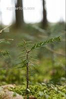 Tanne Naturverjüngung 6