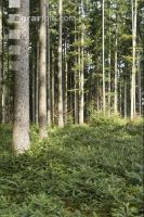 Tanne Naturverjüngung 4