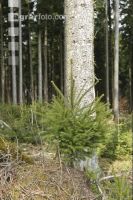 Tanne Naturverjüngung 3