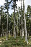 Tanne Naturverjüngung 2