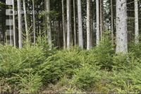 Tanne Naturverjüngung 1