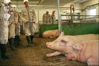 Course for animal husbandry J 12