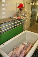 Ferkel wiegen J 1