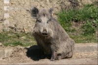 wild pig J 1