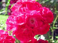 Rose 18