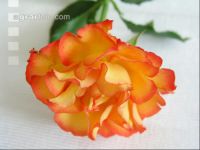 Rose 17