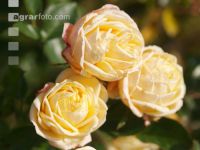 Rose 16