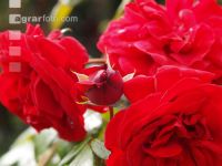 Rose 15