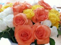 Rose 14
