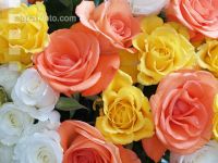 Rose 13