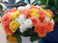 Rose 12