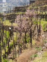 Wachau 9