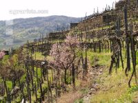 Wachau 8