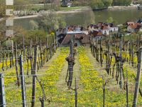 Wachau 7