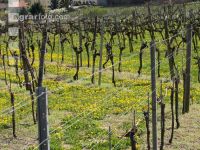Wachau 13