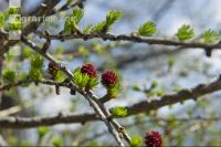 Larch blossom 1