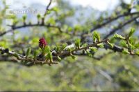 Larch blossom 2