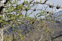 Larch blossom 3