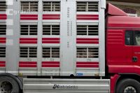 Schweine verladen 9