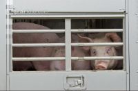 Schweine verladen 11