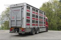 Schweine verladen 13