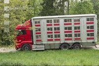 Schweine verladen 14