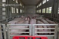 Schweine verladen 1