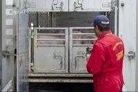 Schweine verladen 3