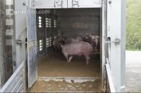 Schweine verladen 4