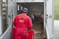 Schweine verladen 5