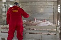 Schweine verladen 6