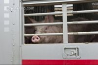 Schweine verladen 7