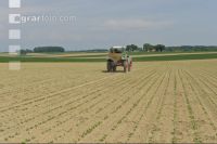 Beet fertilisation 11