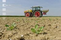 Beet fertilisation 12