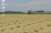 Beet fertilisation 13