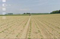 Beet fertilisation 15