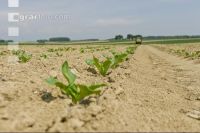 Beet fertilisation 16