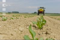 Beet fertilisation 17