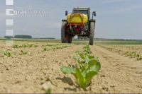 Beet fertilisation 18