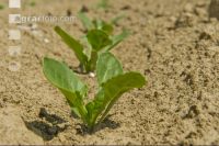 Beet fertilisation 5
