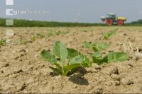 Beet fertilisation 6